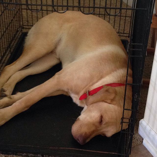 Let him sleep, for when he wakes he will eat shoes...