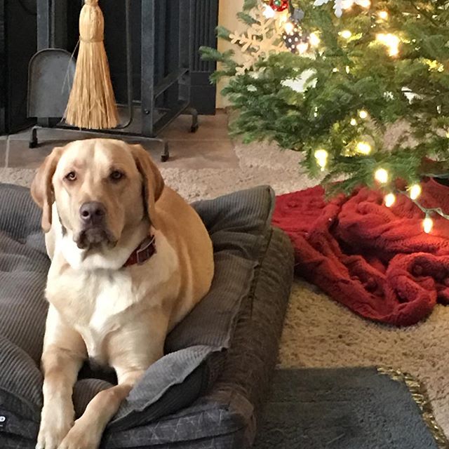 There's nothing cuter than a puppy under the Christmas tree.