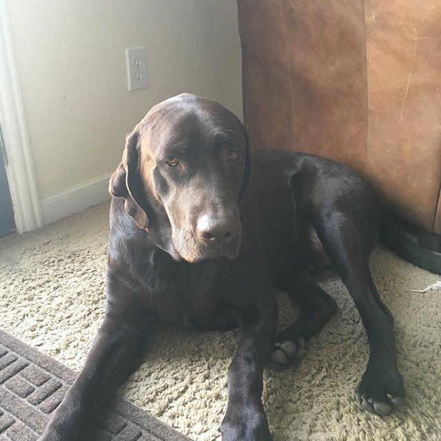 Best. Dog. Face. Eva.