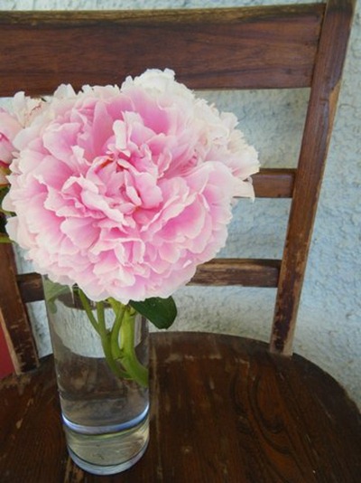 chairpeony chairpeony