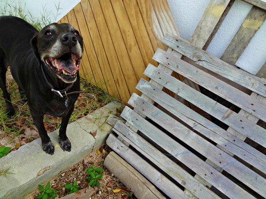 12May-mico-pallet-1024x768 12May-mico-pallet-1024x768