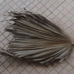 palm leaf to pumpkin