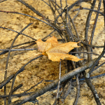 Serendipity Refined ornament before