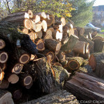 East Coast Creative wood slice before