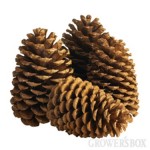 What's Ur Home Story pinecone before
