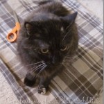 Confessions of a Plate addict shirt pumpkin before