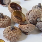 Acorn caps