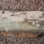 Desperately Seeking Gina mayflower ship before