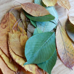 Grow Creative painted leaves before