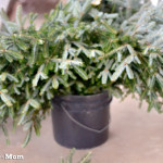 Architecture of a Mom diy evergreen swag