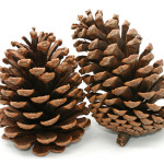 Pine Cones