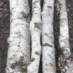 An Extraordinary Day birch branches before