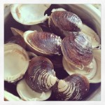 clam-shells