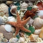 seashell-collection