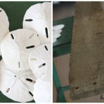 pallet-wood-sand-dollars