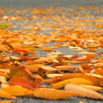 fallen leaves
