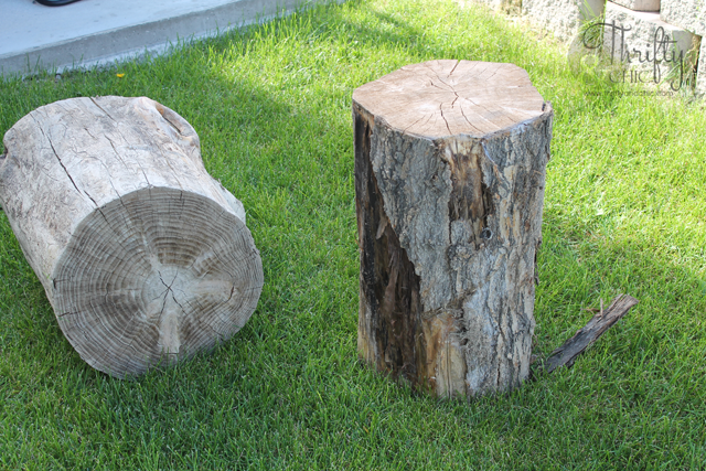 tree-stumps