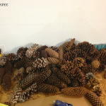 Prepping Pine Cones 01