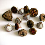 eucalyptus seed pods