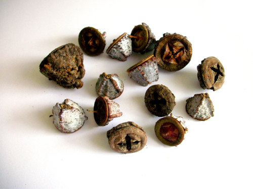 eucalyptus seed pods