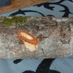 maple log