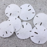 sand dollars